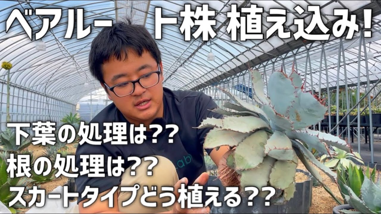 【アガベ】ベアルートの植え込み方法と注意点について!!