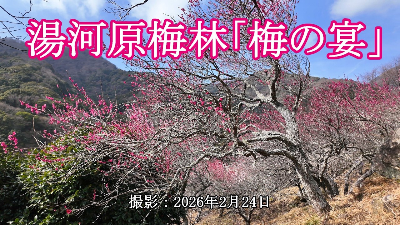 湯河原梅林「梅の宴」 [4K] Yugawara Plum Grove's 