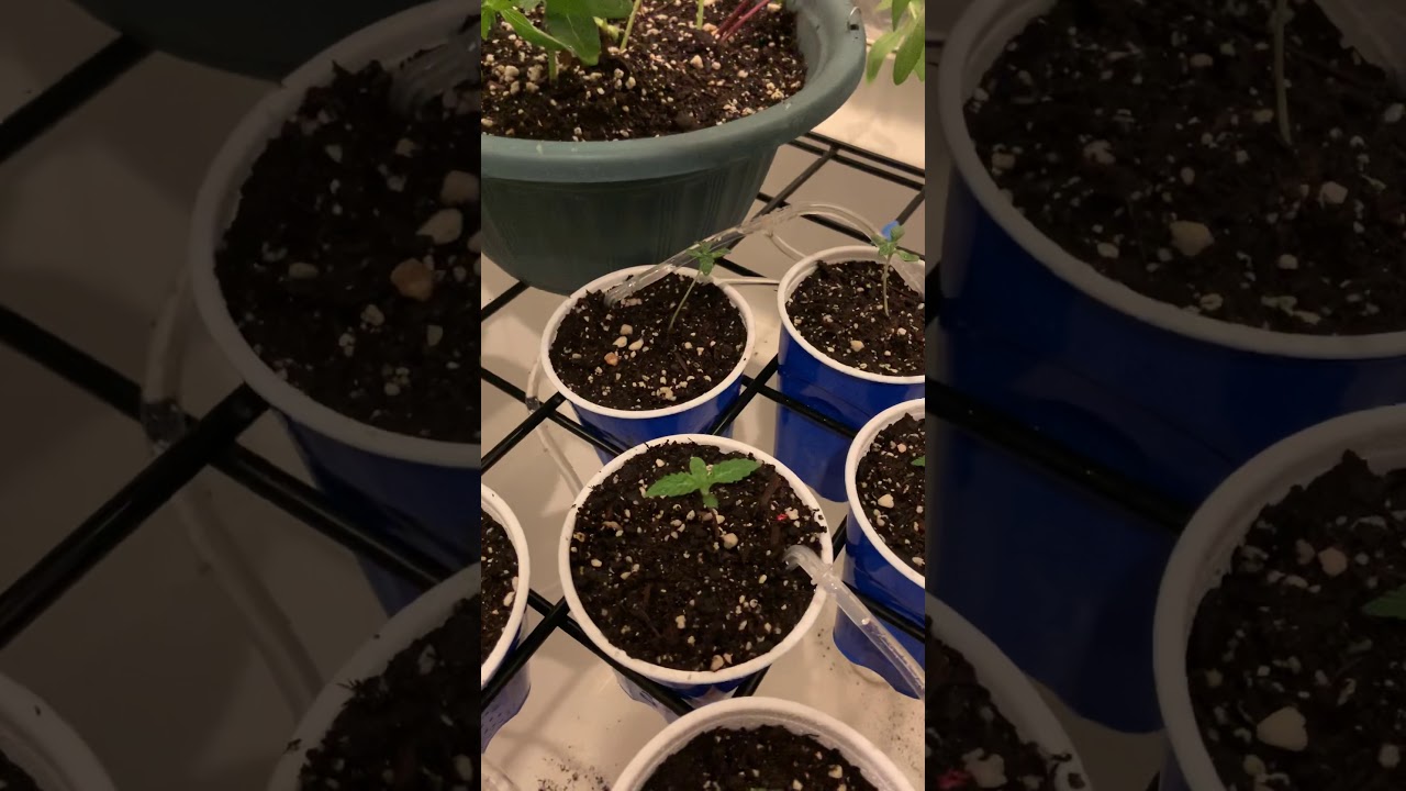 COB led Grow Lights (Full Spectrum)by Canagrow