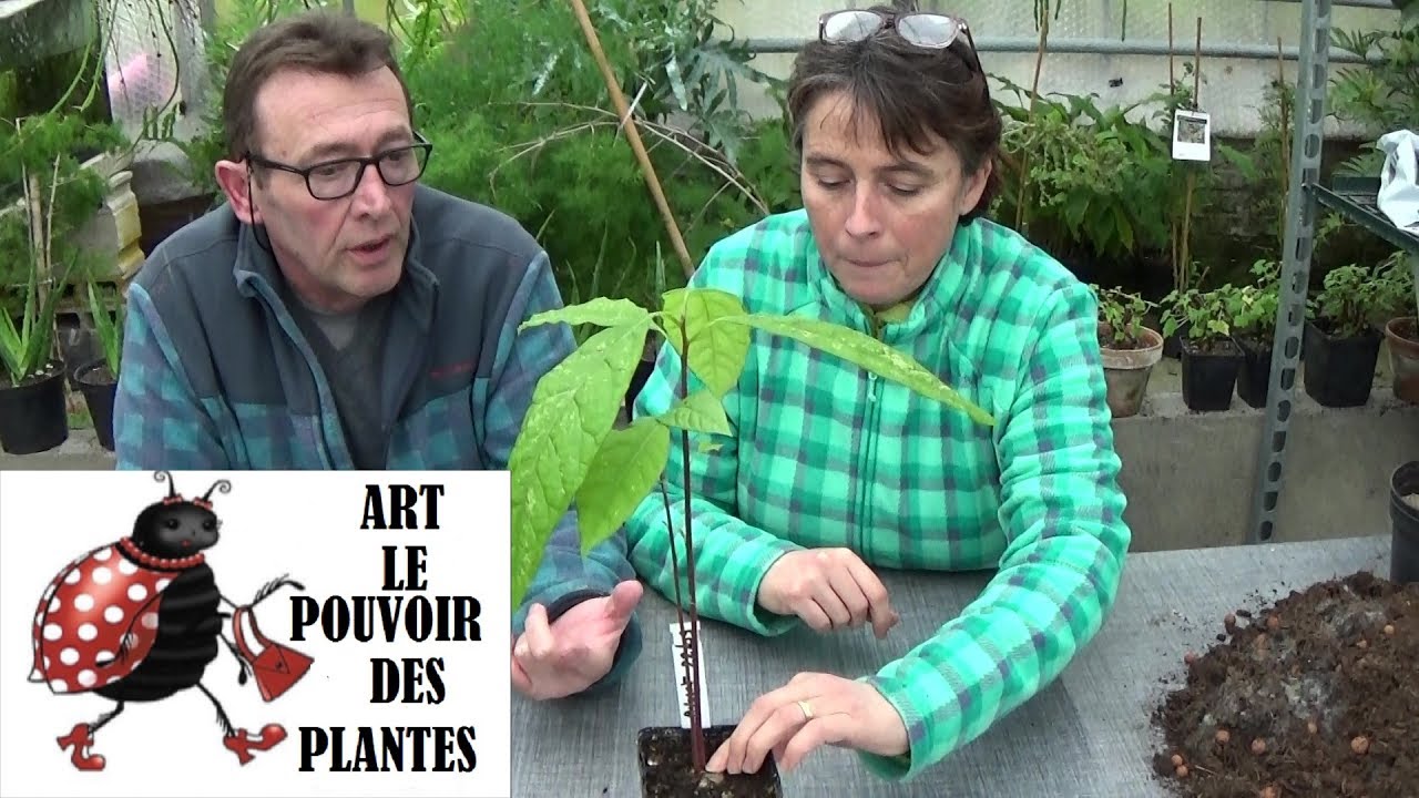 Conseils jardinage: Avocat: Comment faire pousser un avocatier à la maison (semis): Plante verte