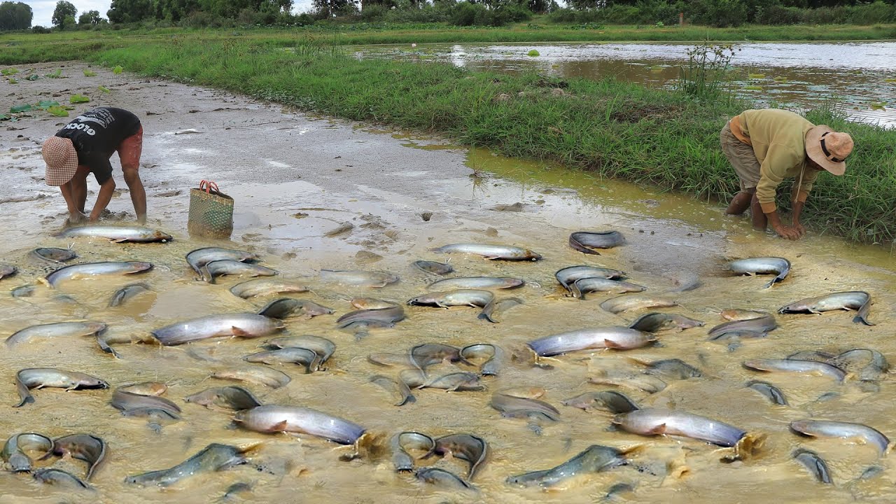 Unique Fishing - Catch A Lot Catfish In Mud By Hand Dry Season