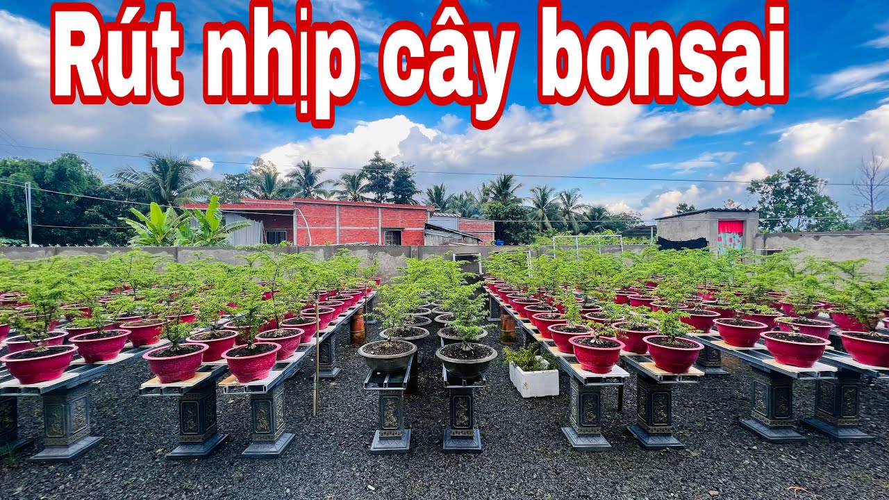 cắt cắt rút nhịp cây bonsai ( cắt chuyển nhịp cây bonsai )