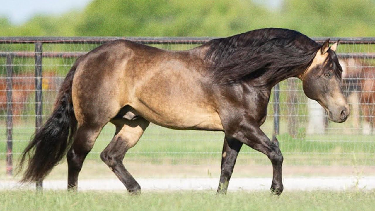 10 CABALLOS BUENOS Y BONITOS!