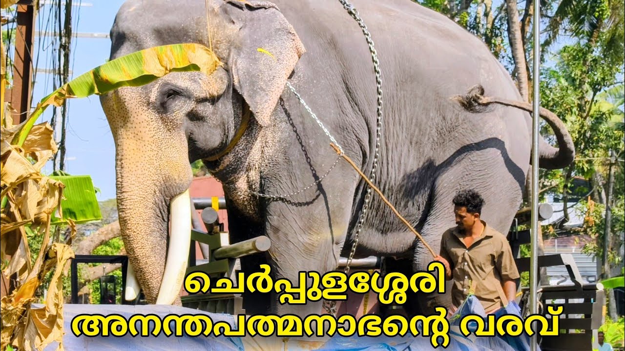ചെർപ്പുളശ്ശേരി അനന്തപത്മനാഭനും സാരഥിമാരും 😍🔥 Cherpulassery Anandhapathmanaban #kerala #elephant