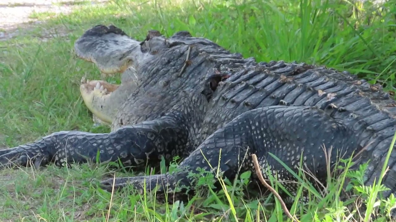 Circle B Bar Reserve Battle Wounded Gator June 8, 2021