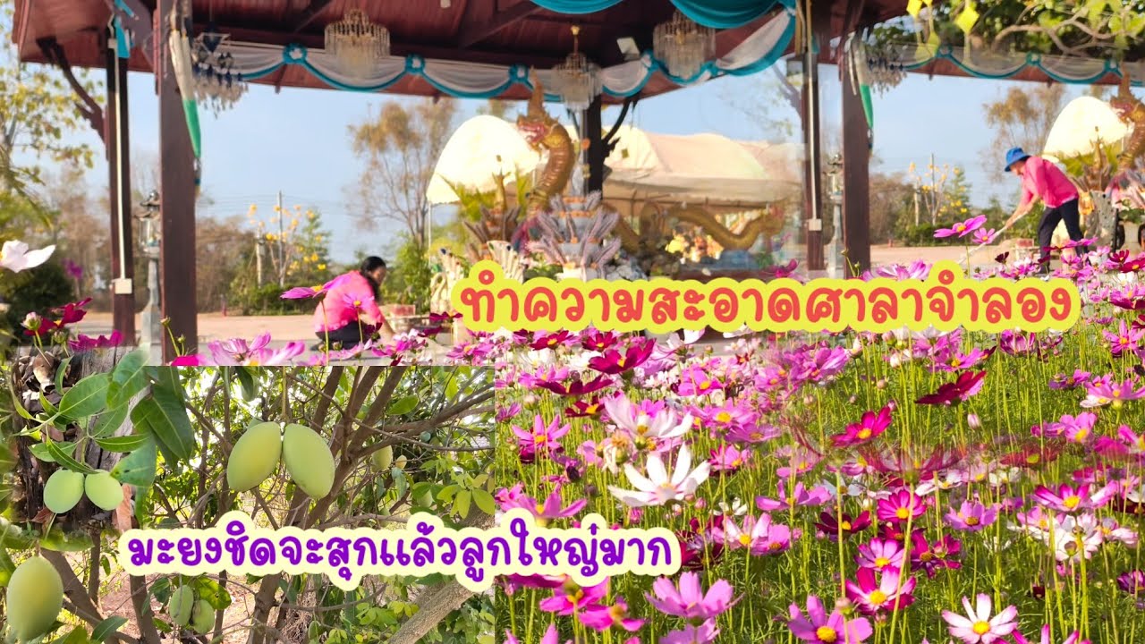มะยงชิดลูกใหญ่ ศาลาจำลองดอกสวยมากคอสมอส