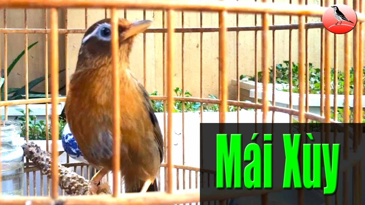 Họa mi mái xùy thúc trống căng lửa cực nhanh hót tuyển chọn mi mái vip