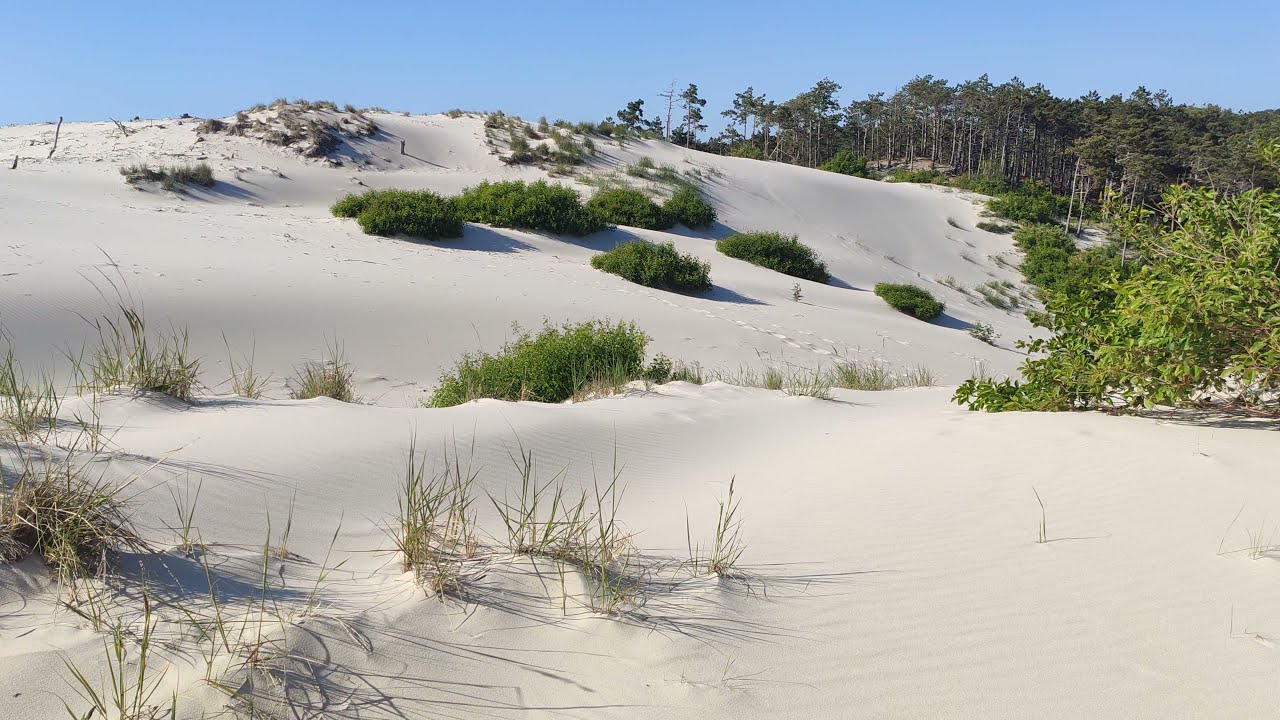 Schoorl Dunes 4K
