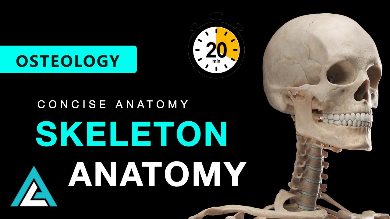 Skeleton Anatomy - Learn All 206 Bones in 20 Minutes | Concise Anatomy