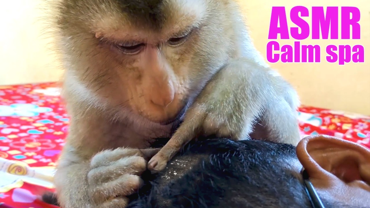 ASMR Monkey Grooming Dandruff Hair Loss | Deep Concentrate Massage OLD Monkey (NO TALKING)
