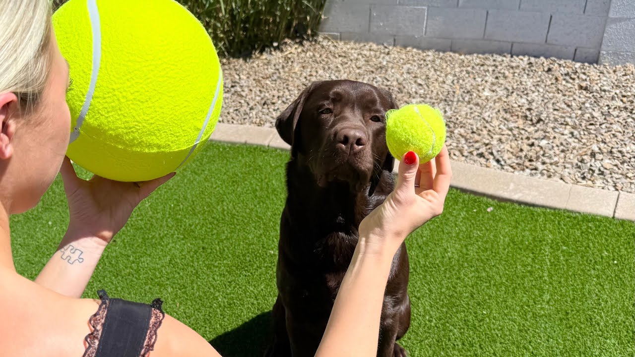 SURPRISING MY LABRADOR WITH A GIANT TENNIS BALL!!
