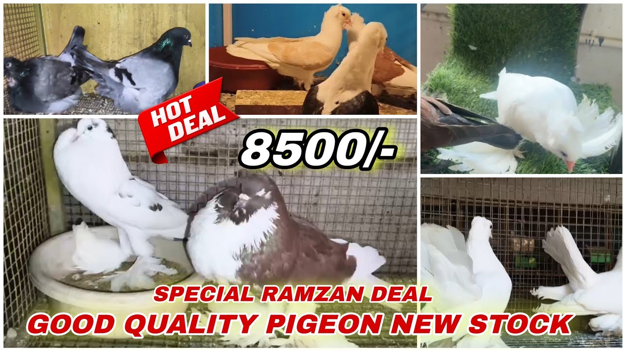 Good Quality Giant Hungerian,German Double Crust,Siraji MUKKHI,Faintal Omeski kabutar