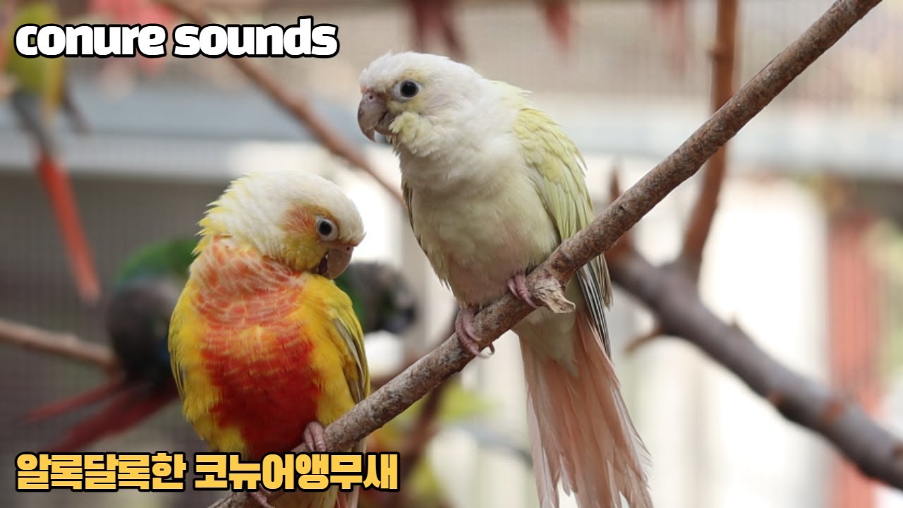아직은 조금 추운날씨인데 대구앵무새농장 코뉴어는 이렇게 지냅니다