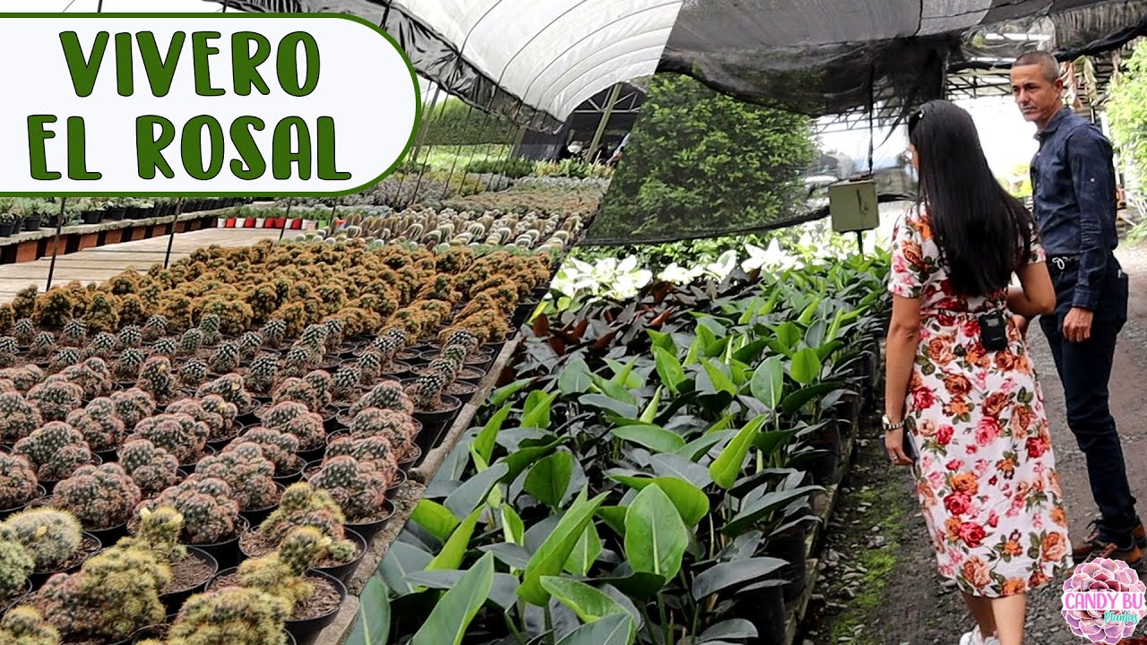 De vivero más pequeño del mundo a 10 hectáreas de plantas ornamentales VIVERO EL ROSAL │Candy Bu