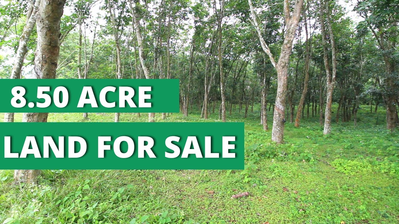 LAND FOR SALE IN KOLLAM|RUBBER LAND IN KOLLAM| RAJAN KLM 19 07 23 ABHILASH
