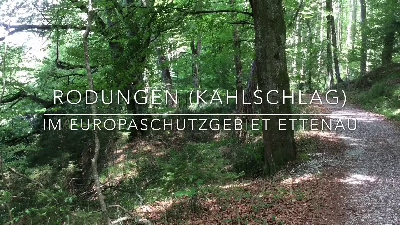 Rodungen (Kahlschlag) im Europaschutzgebiet Ettenau