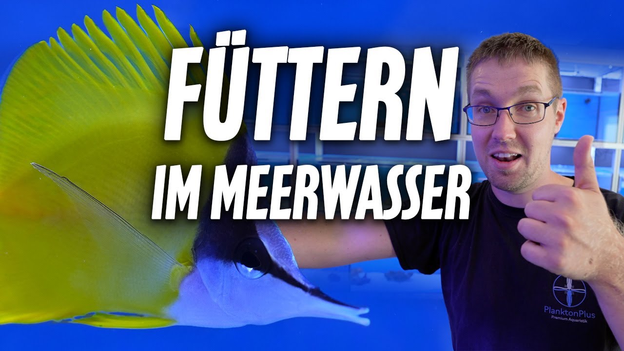 Wie füttere ich KORALLEN + FISCHE im MEERWASSERAQUARIUM? * PlanktonPlus Aquaristik *