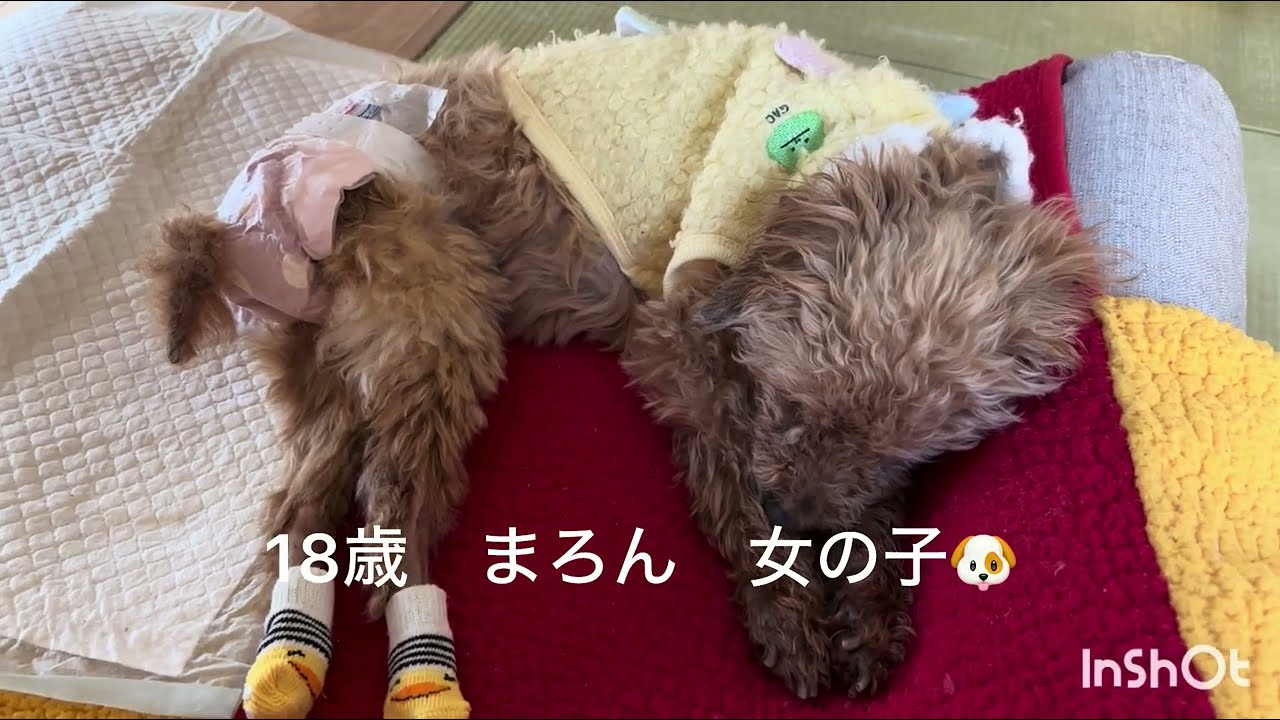 シニアトイプーのご飯🐶 柔らか手作りメニュー🥣 #トイプードル #老犬 #シニア犬 #犬ごはん #dog #seniordog #手作りごはん #18歳犬