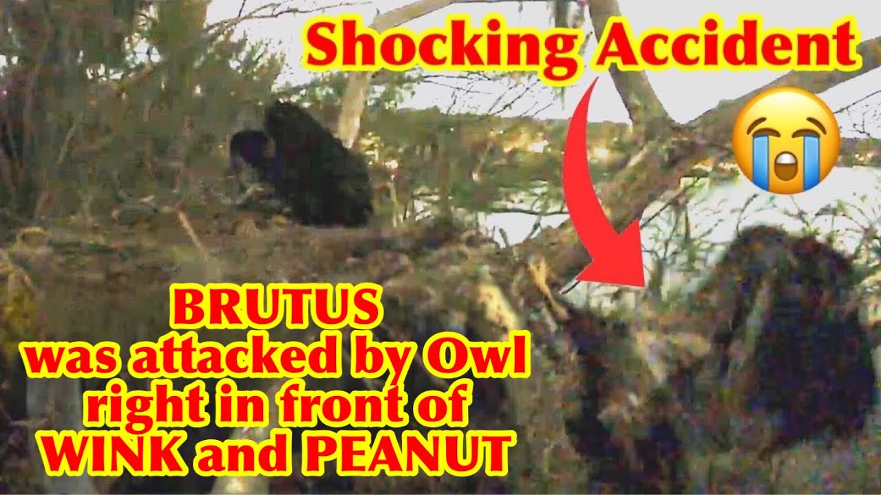 #440🦅Brutus🐥64° & Peanut🐥59°／Winter Park Eagle Nest 2026／Against All Odds:One-Eyed Mom／Wink💗Atlas
