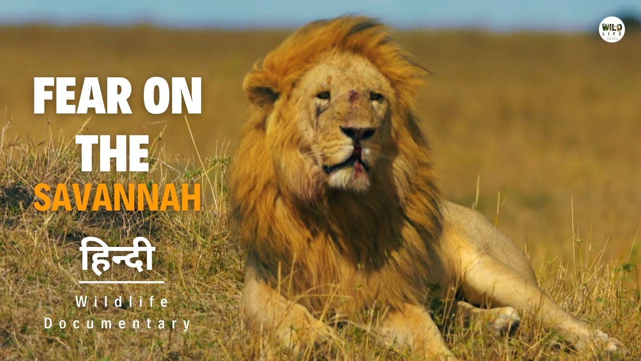 Fear on the Savannah - हिन्दी डॉक्यूमेंट्री | Wildlife documentary in Hindi
