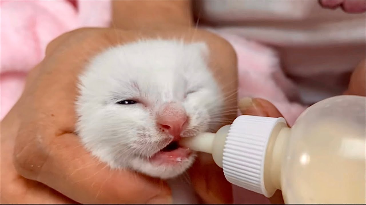 记录流浪小奶猫成长瞬间，感激养母无私奉献，母子情深画面感人
