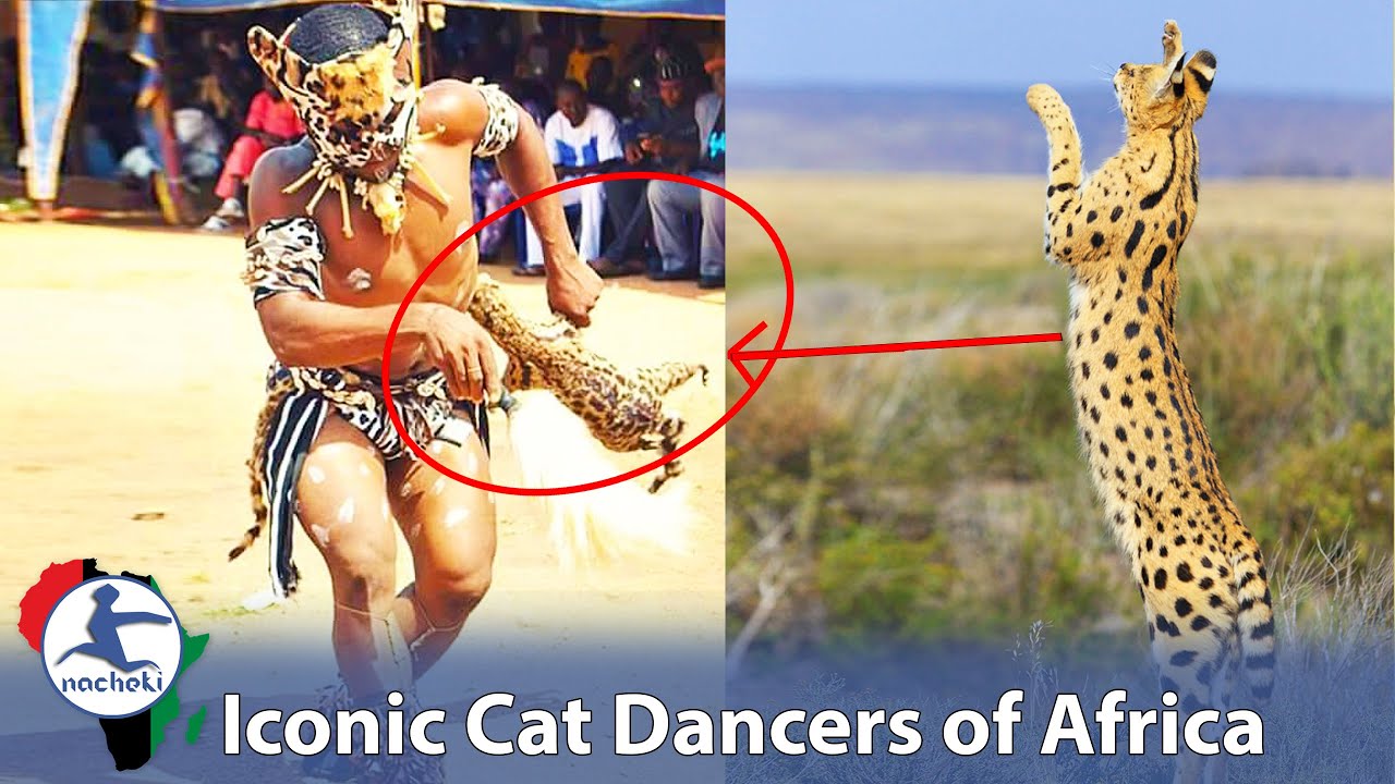 Meet the Cat Dancing Tiv People from Africa with the Most Agile Cat-like Moves
