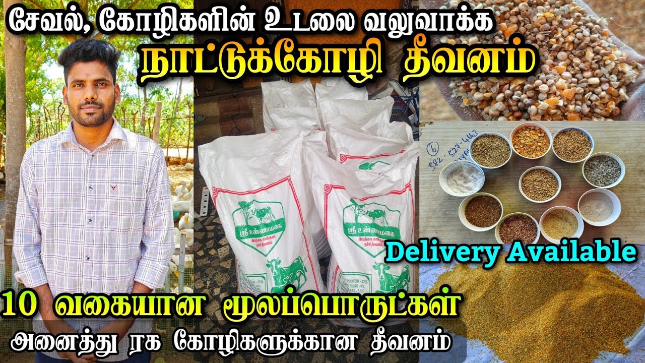 சேவல், கோழி உடல் வலுவாக்க தீவனம் | நாட்டுக்கோழிக்கான Special Feed | Perfect Nutrition chicken Feeds