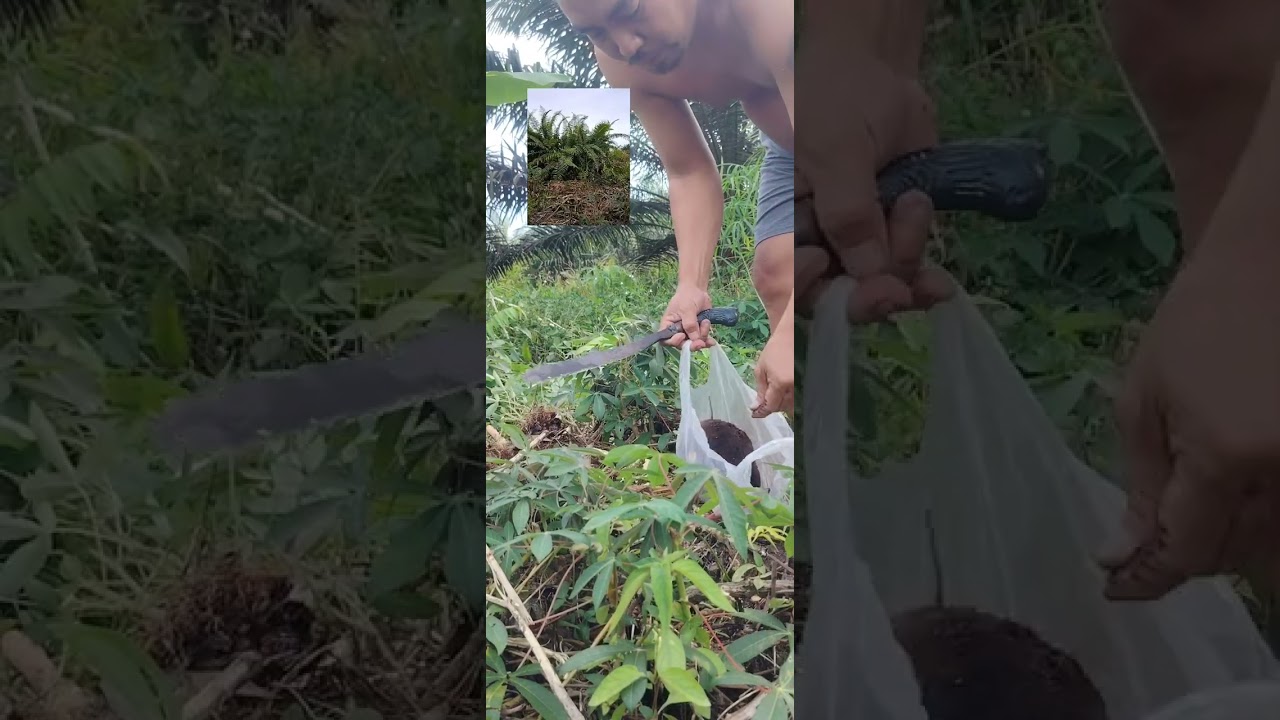 Ambil buah ubi untuk makan an kura2, 