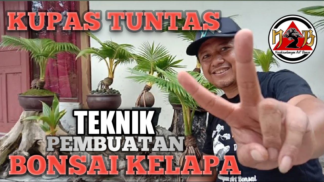 Cara membuat bonsai kelapa