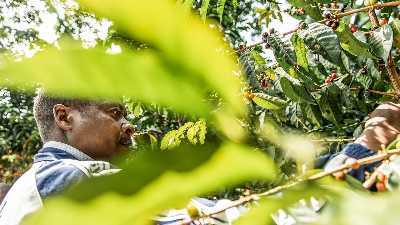 MT Elgon: A Speciality Coffee Documentary