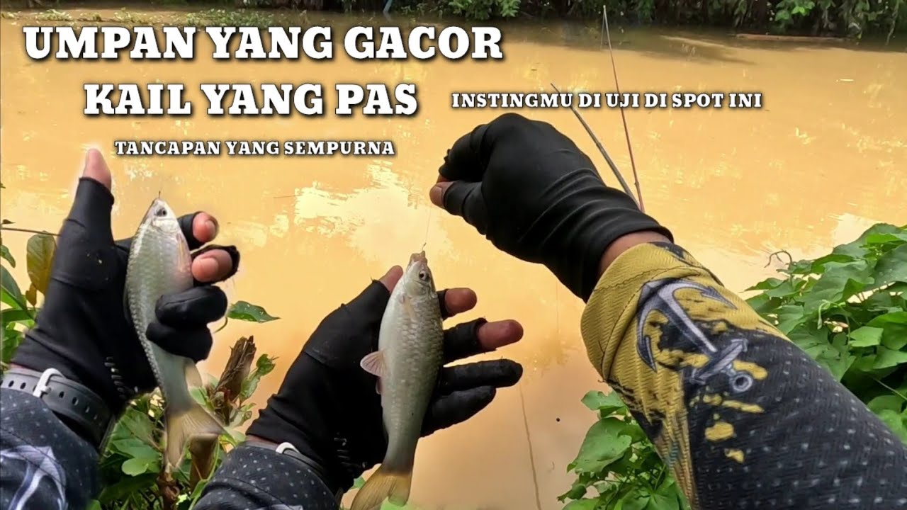 MANCING NILEM UMPAN KHUSUS,ENTUL KHUSUS,CARA KHUSUS & SPOT KHUSUS ‼️ #mancingnutul #mancingmelem