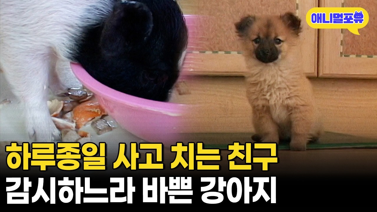 누가 더 사고 잘 치나 대결하는 아기 돼지와 강아지ᄏᄏᄏㅣKBS 주주클럽 050109 방송