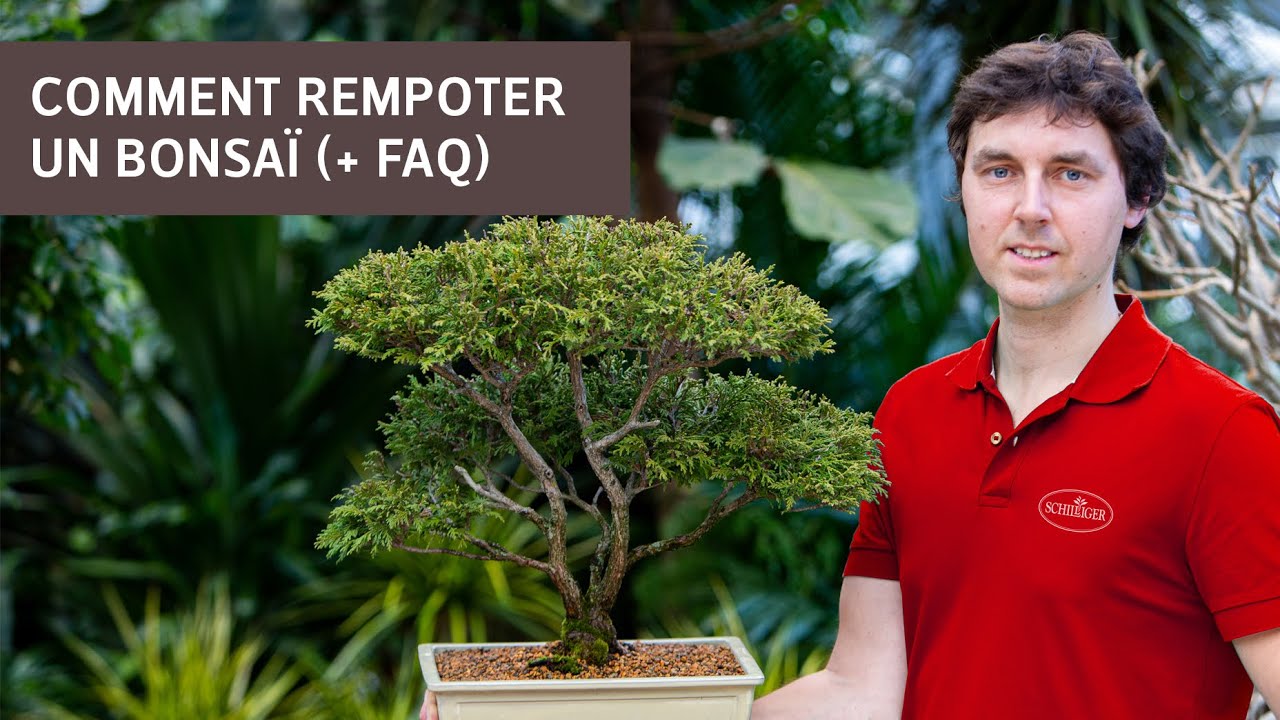 Comment rempoter un bonsaï (+ FAQ)