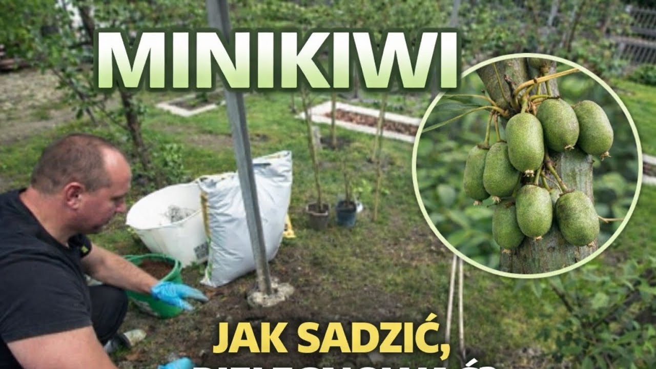 Aktinidia ostrolistna Vitikiwi – samopylna, mini kiwi przygotowanie terenu i sadzenie roślin