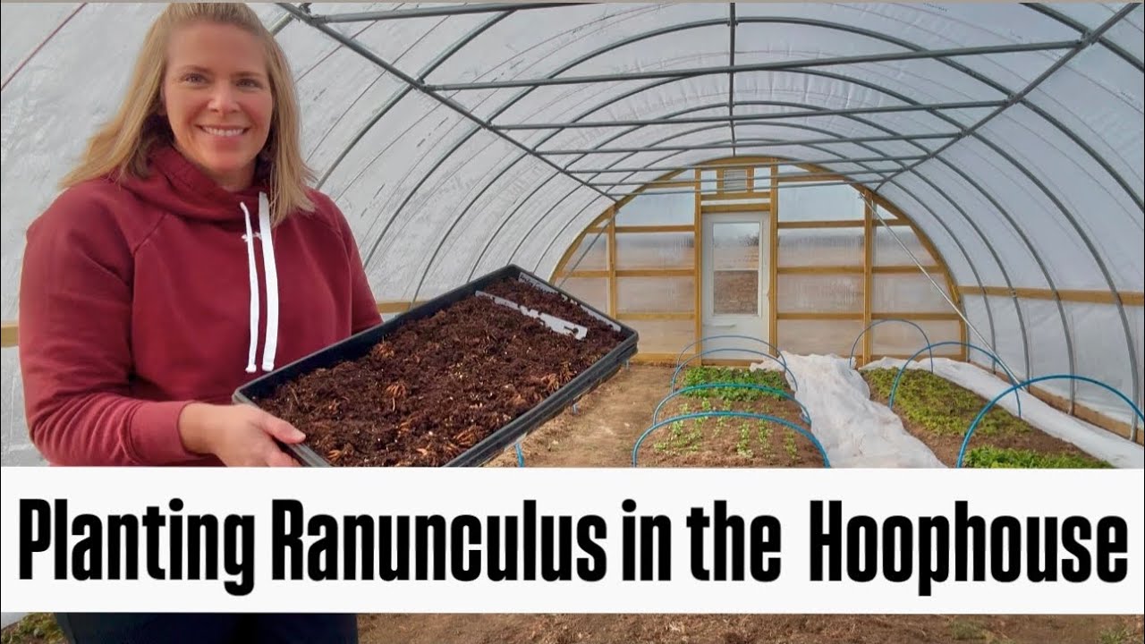 Planting Ranunculus in the High Tunnel : Zone 5 : use frost cloth with low temps in hoophouse