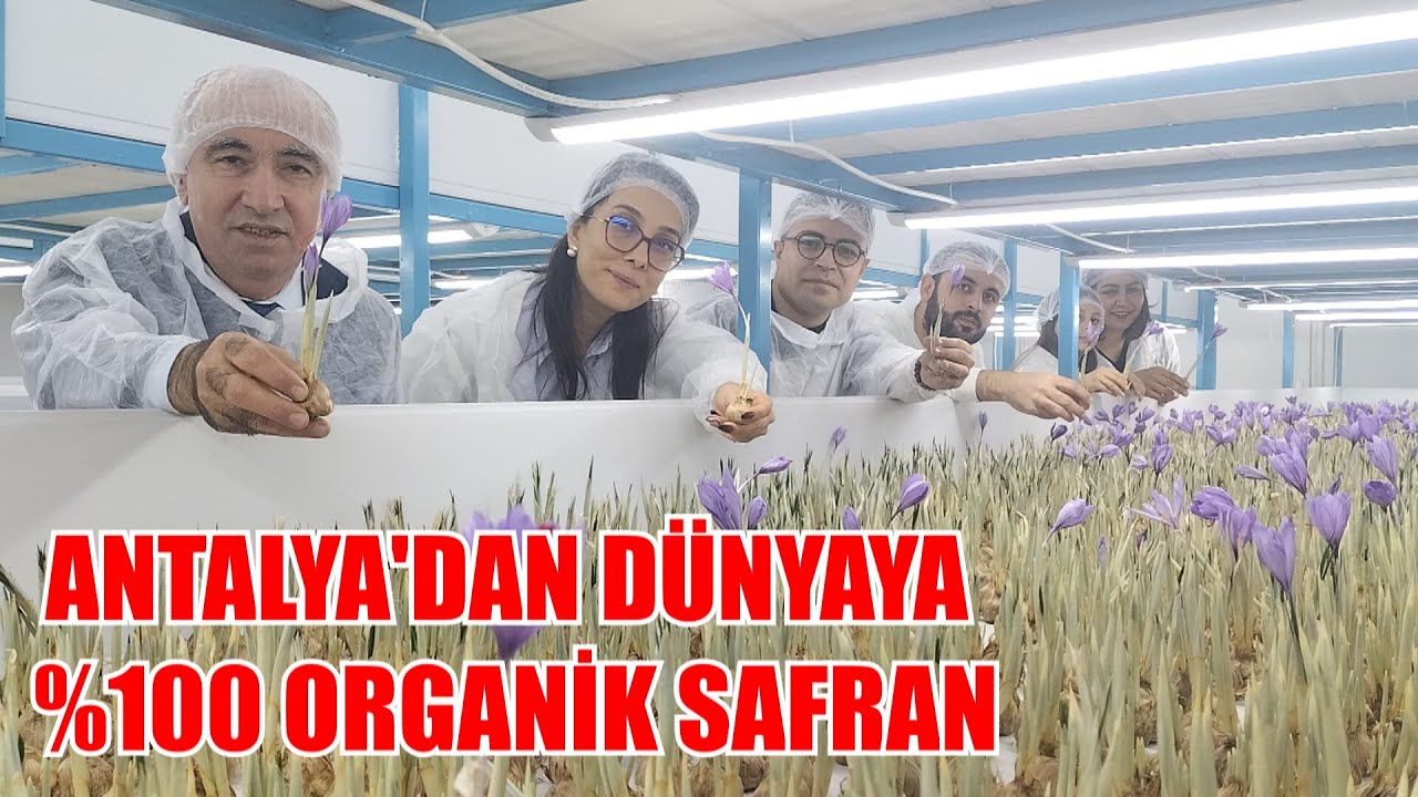 ANTALYA'DAN DÜNYAYA %100 ORGANİK SAFRAN!