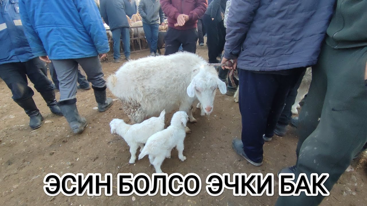 ЭСИН БОЛСО ЭЧКИ БАК ОШ УЧКУН МАЛ БАЗАРЫ баалары соонун