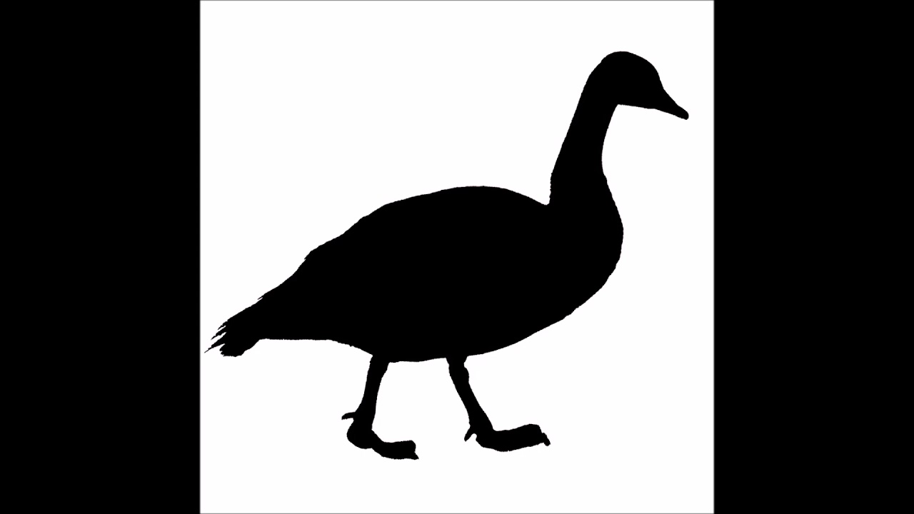 Canadian Geese Sounds slowed down
