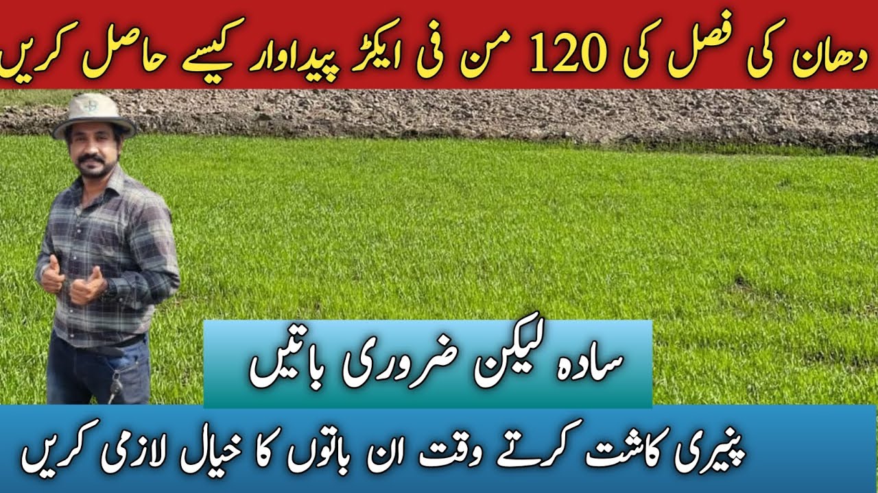 Best Method Of Rice Nursery Sowing | How to prepare Rice Nursery | Rice Crop Production |