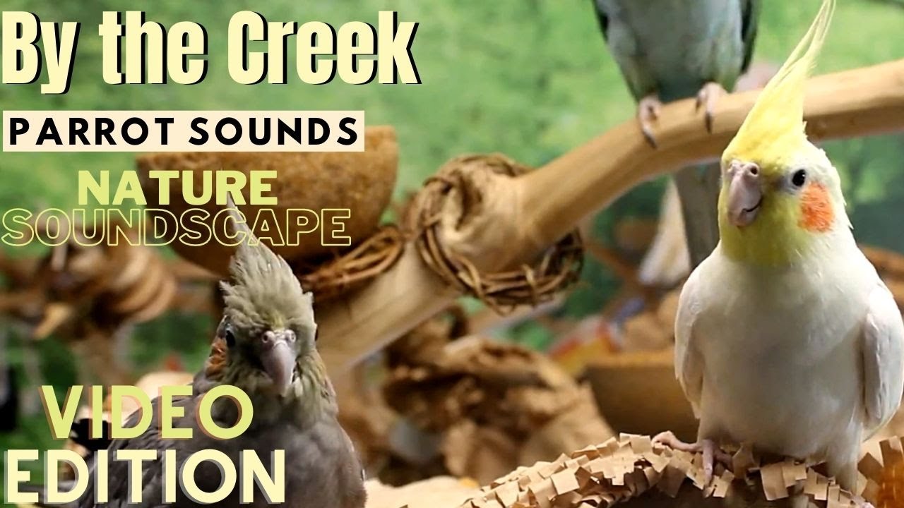 Forest & Parrot Sounds by the Creek Soundscape | 3+ Hours | Parrot TV for Your Bird Room🌲
