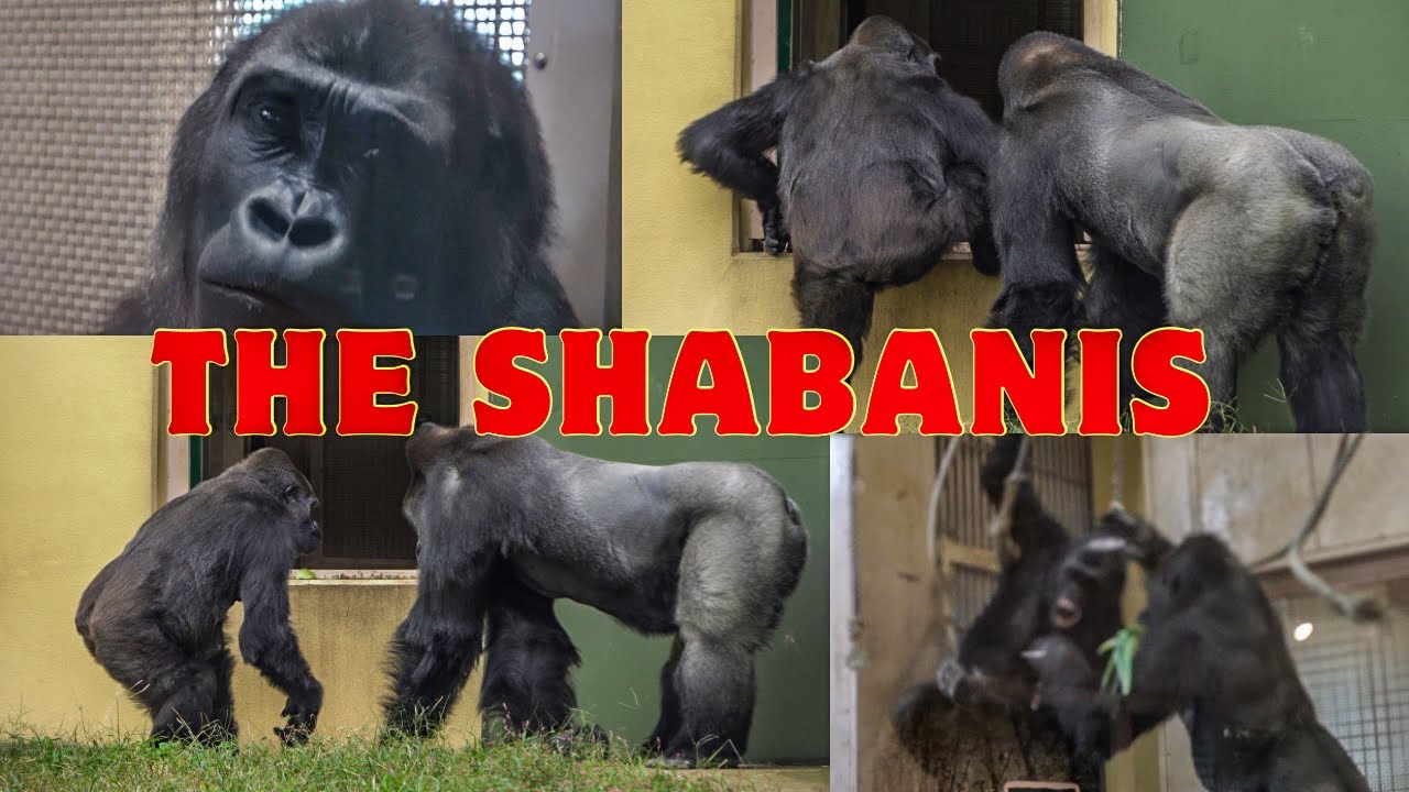 Annie glares at Nene. Kiyomasa warns her. Gorilla Shabani Troop #1 HIGASHIYAMA ZOO 東山動植物園ゴリラ