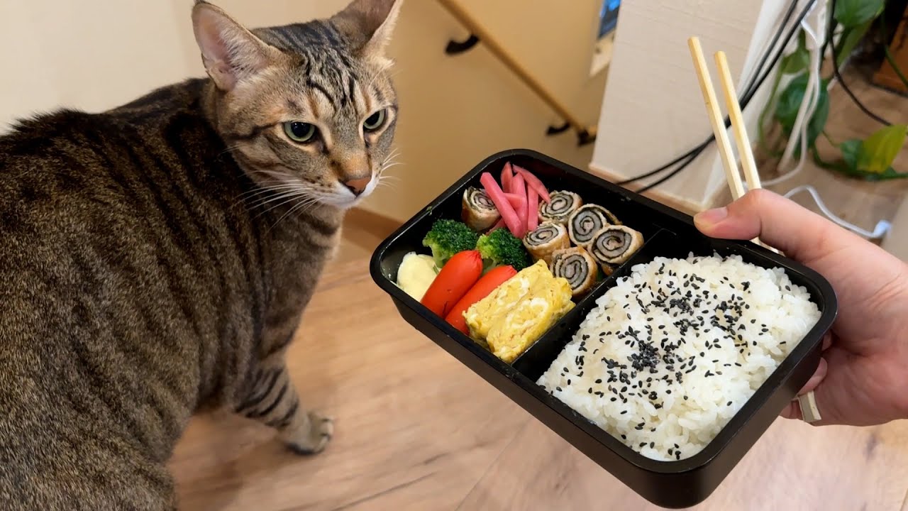 独身だし外出る予定もないけどグルグル生姜焼き弁当作るよ〜