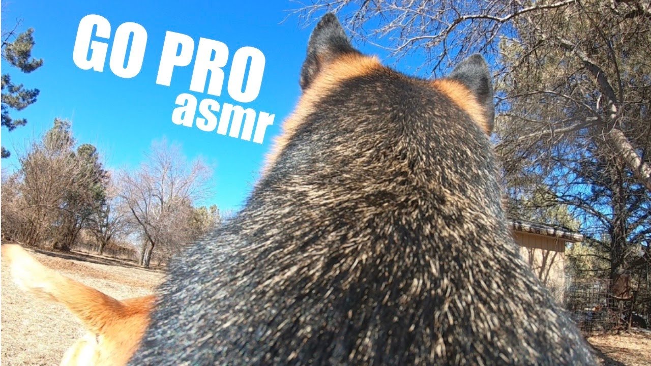 Outdoor ASMR- Go Pro on my dog!?