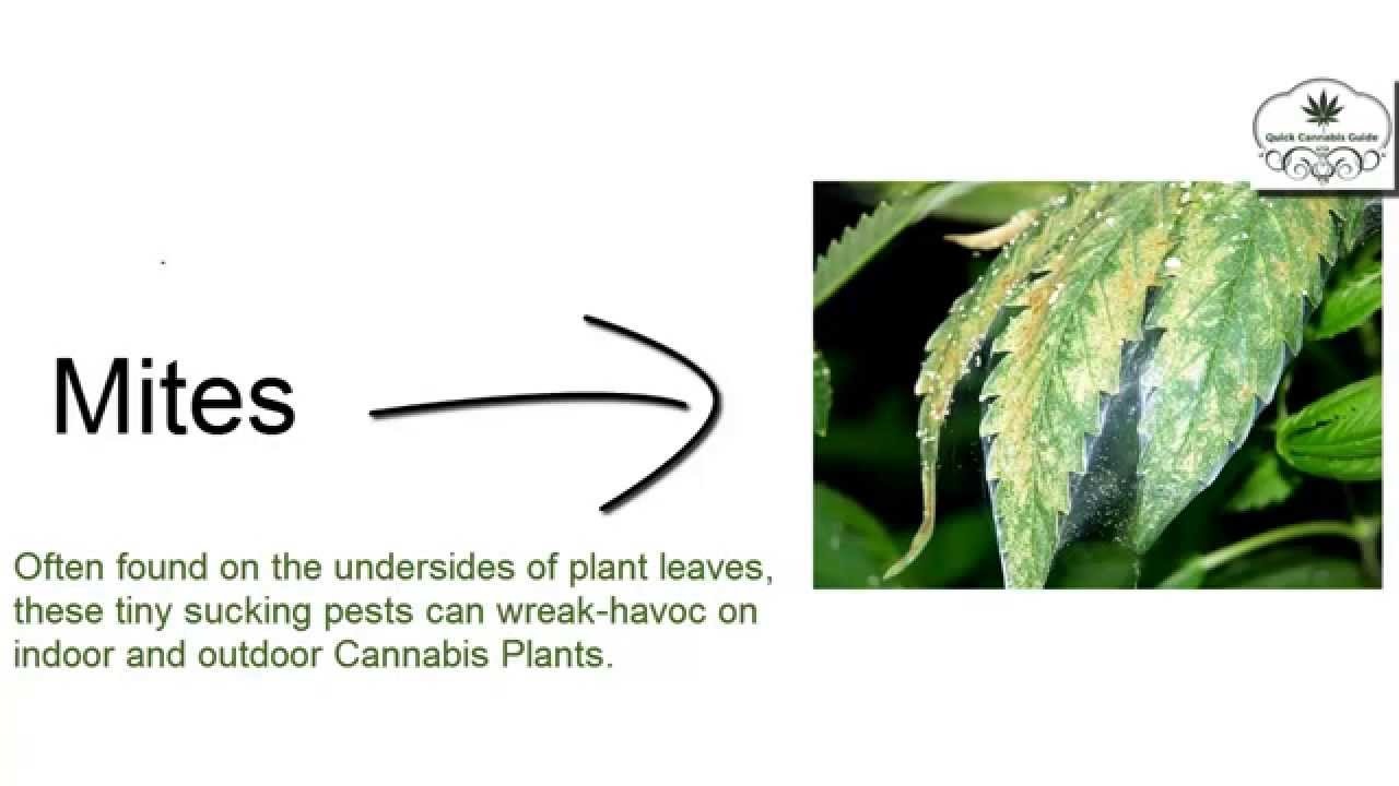How To Get Rid Of Spider Mites On Marijuana Plants HD With Home Remedies!