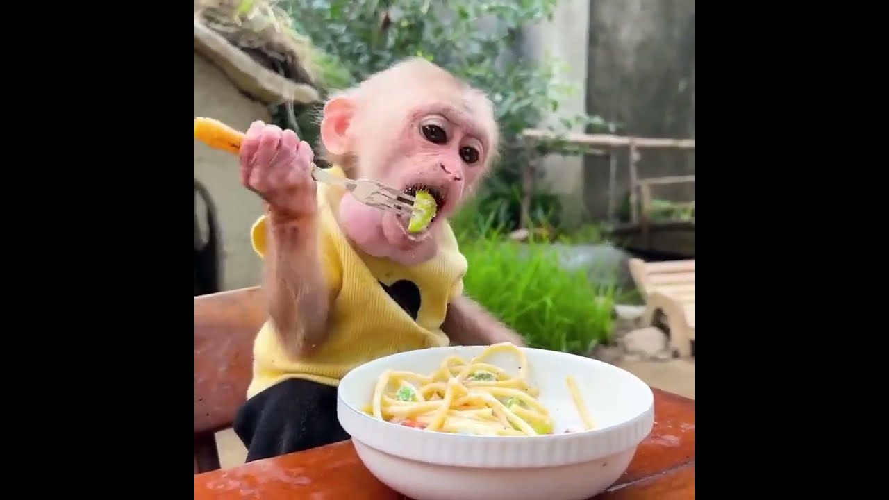 You Won’t Believe Annie the Monkey Cooks Her Own Breakfast!
