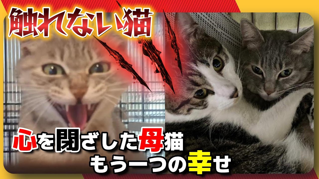 【神戸保護猫】触れない猫　子猫たちと別れて心を閉ざした母猫のもう一つの幸せ