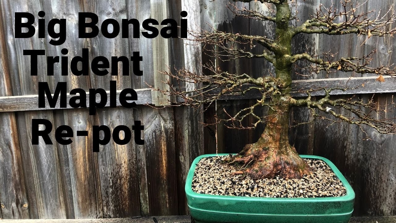 How to re-pot bonsai - beautiful large trident maple bonsai