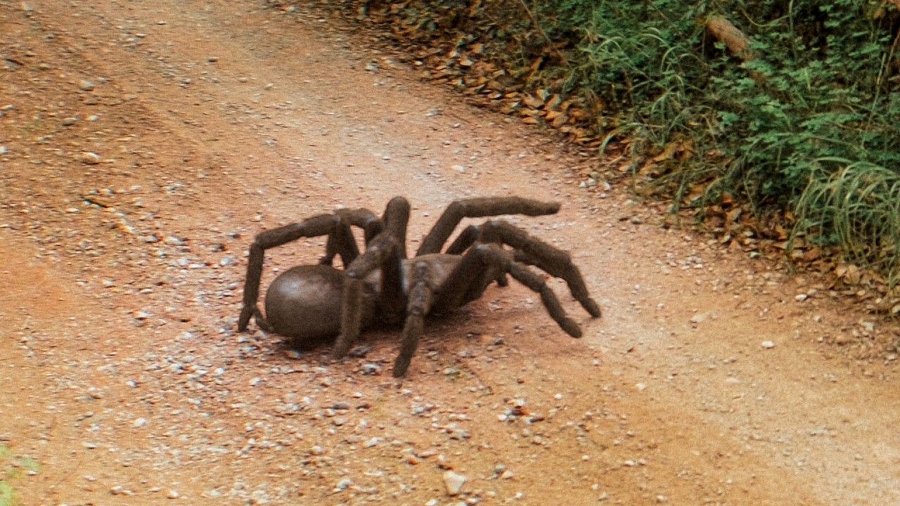 The J'BA FOFI Sighting of 1938 - GIANT SPIDER Cryptid From The Congo