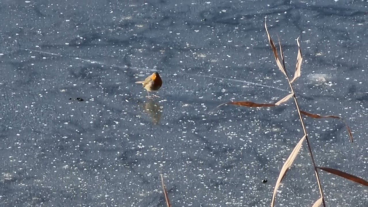 In INVERNO PETTIROSSO ai LAGHETTI di TAIO VALLAGARINA TRENTINO 
