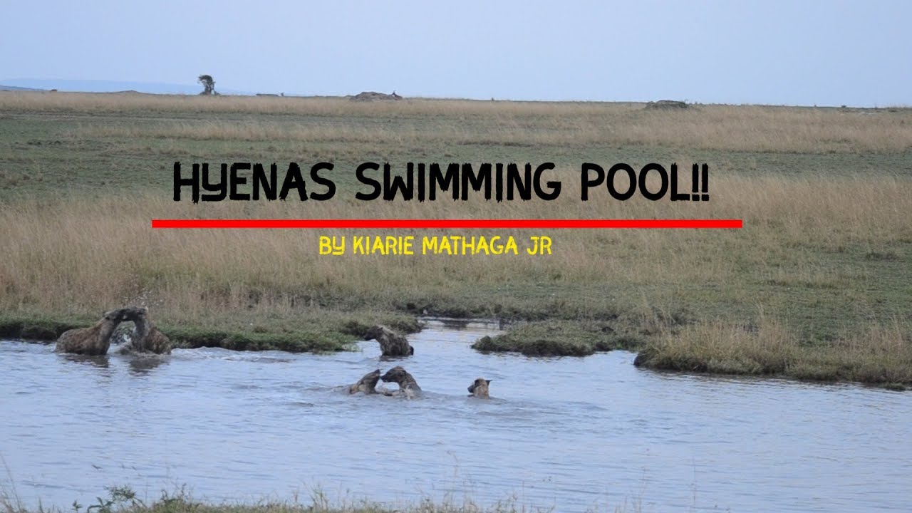 Hyenas Swimming?